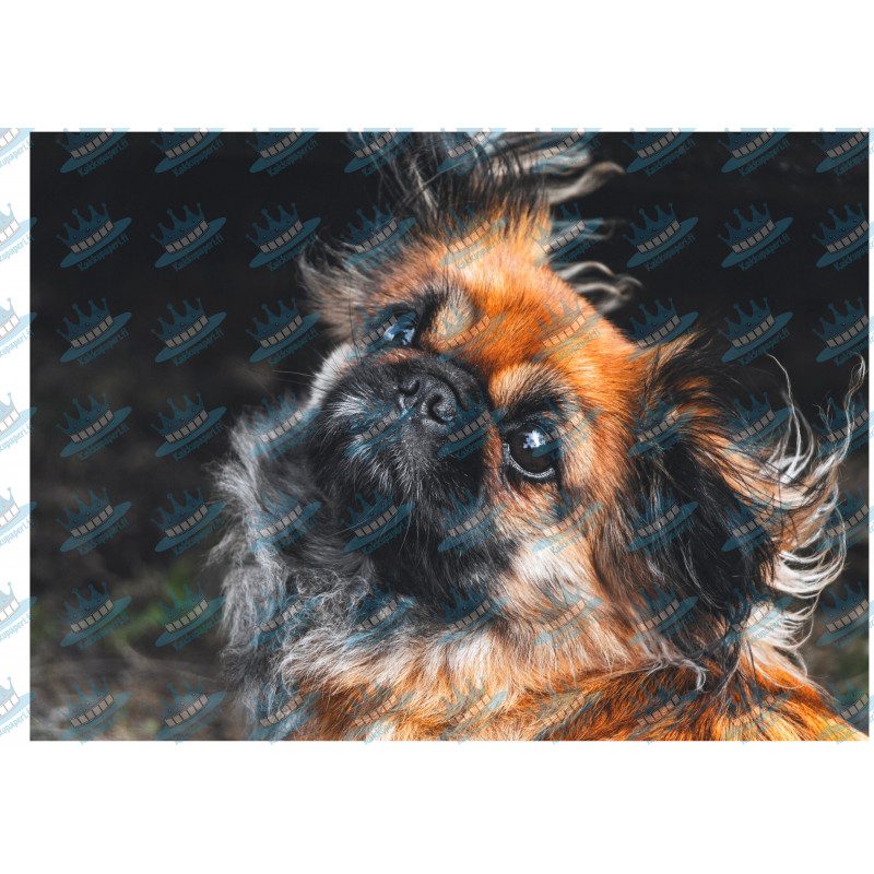 Dog - Pekingese - Edible cake topper