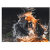 Dog - Pekingese - Edible cake topper