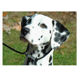 Dog - Dalmatian - Edible cake topper