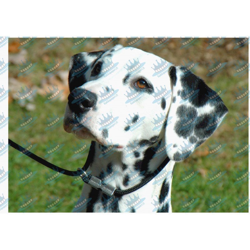 Koira - dalmatiankoira kakkukuva - Syötävä kakkukuva kakkuun