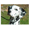 Dog - Dalmatian - Edible cake topper