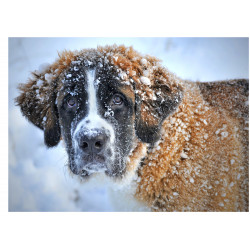 Dog - St. Bernard - Edible cake topper