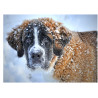 Dog - St. Bernard - Edible cake topper