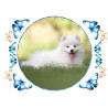 Dog - Samoyed - Edible cake topper