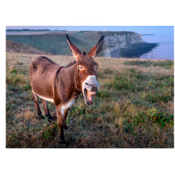 Donkey - Edible cake topper