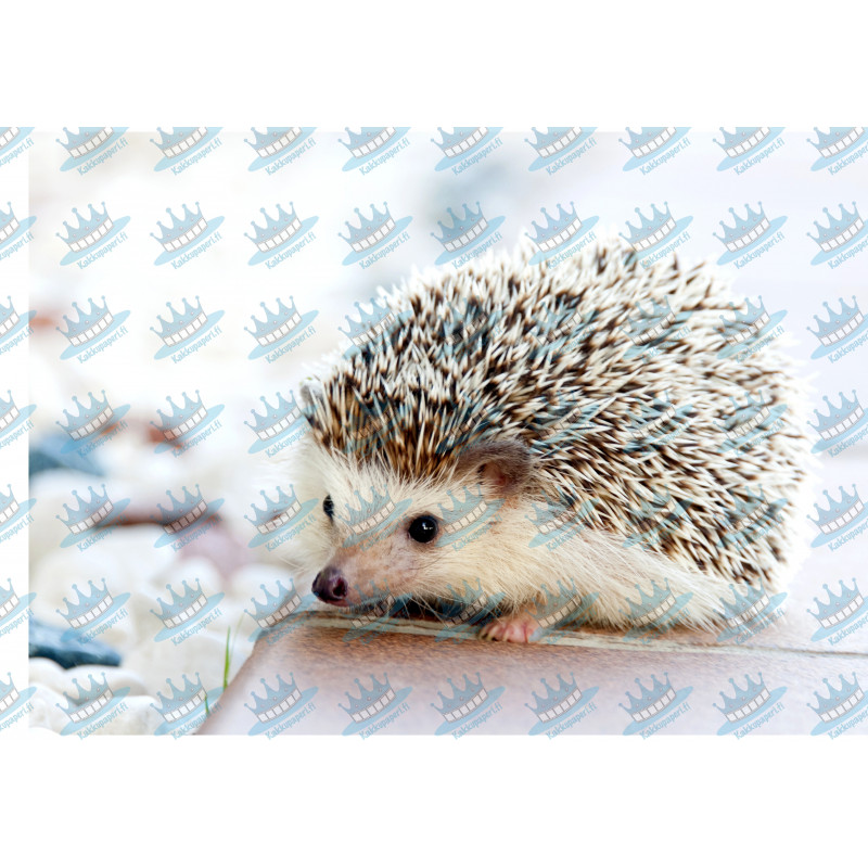 Hedgehog - Edible cake topper