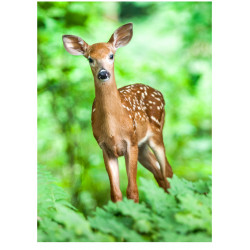 Curious fawn - Edible cake topper