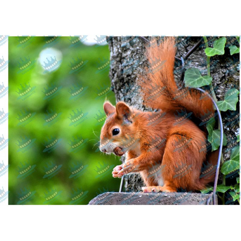 Squirrel - Edible cake topper