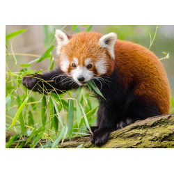 Red panda 3 - Edible cake topper