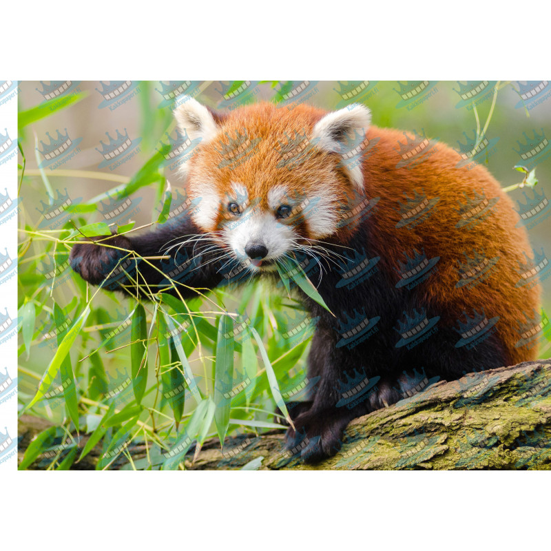 Red panda 3 - Edible cake topper