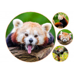 Red panda - Edible cake topper