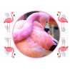 Flamingo kakkukuva - Syötävä kakkukuva kakkuun