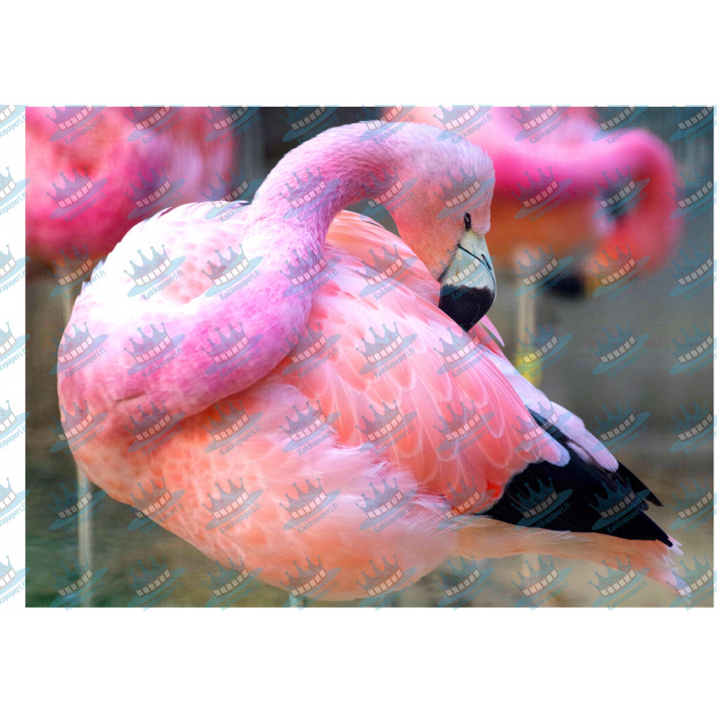 Flamingo kakkukuva - Syötävä kakkukuva kakkuun