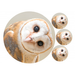 Cute Owl Round