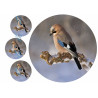 Eurasian jay - Edible cake topper