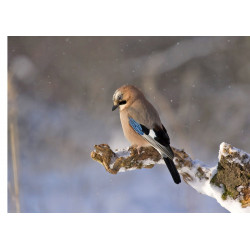 Eurasian jay - Edible cake topper