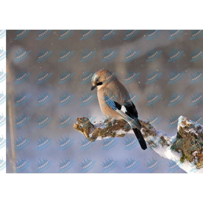 Eurasian jay - Edible cake topper