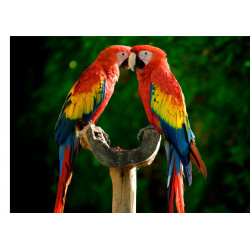 Parrots - Edible cake topper