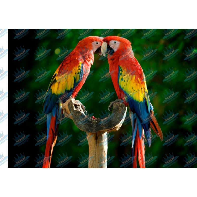 Parrots - Edible cake topper